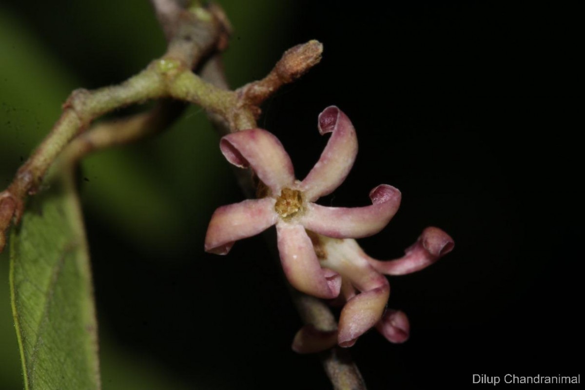 Toxocarpus kleinii Wight & Arn.